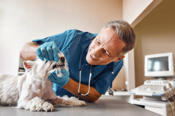 Best Pediatric Emergency Dentist in Salem, MA
